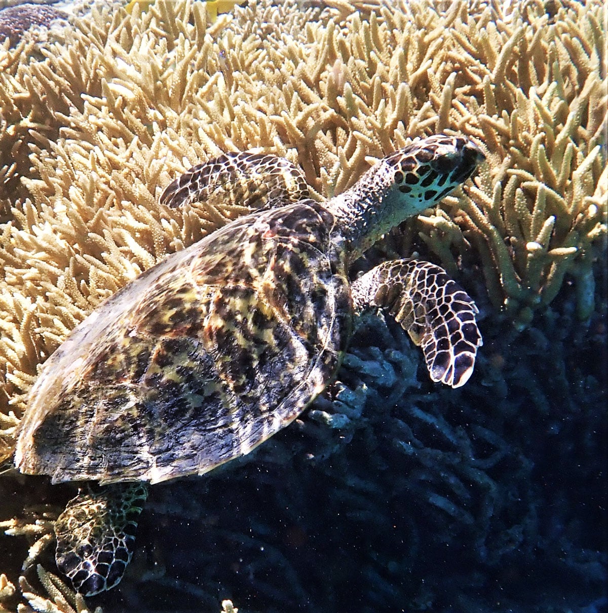 THE Great Barrier Reef