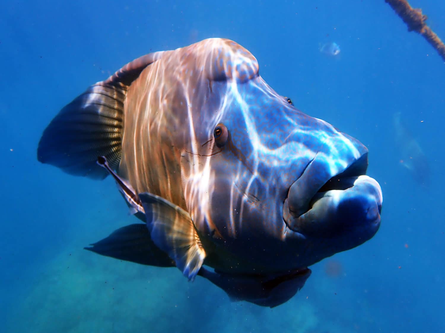 THE Great Barrier Reef