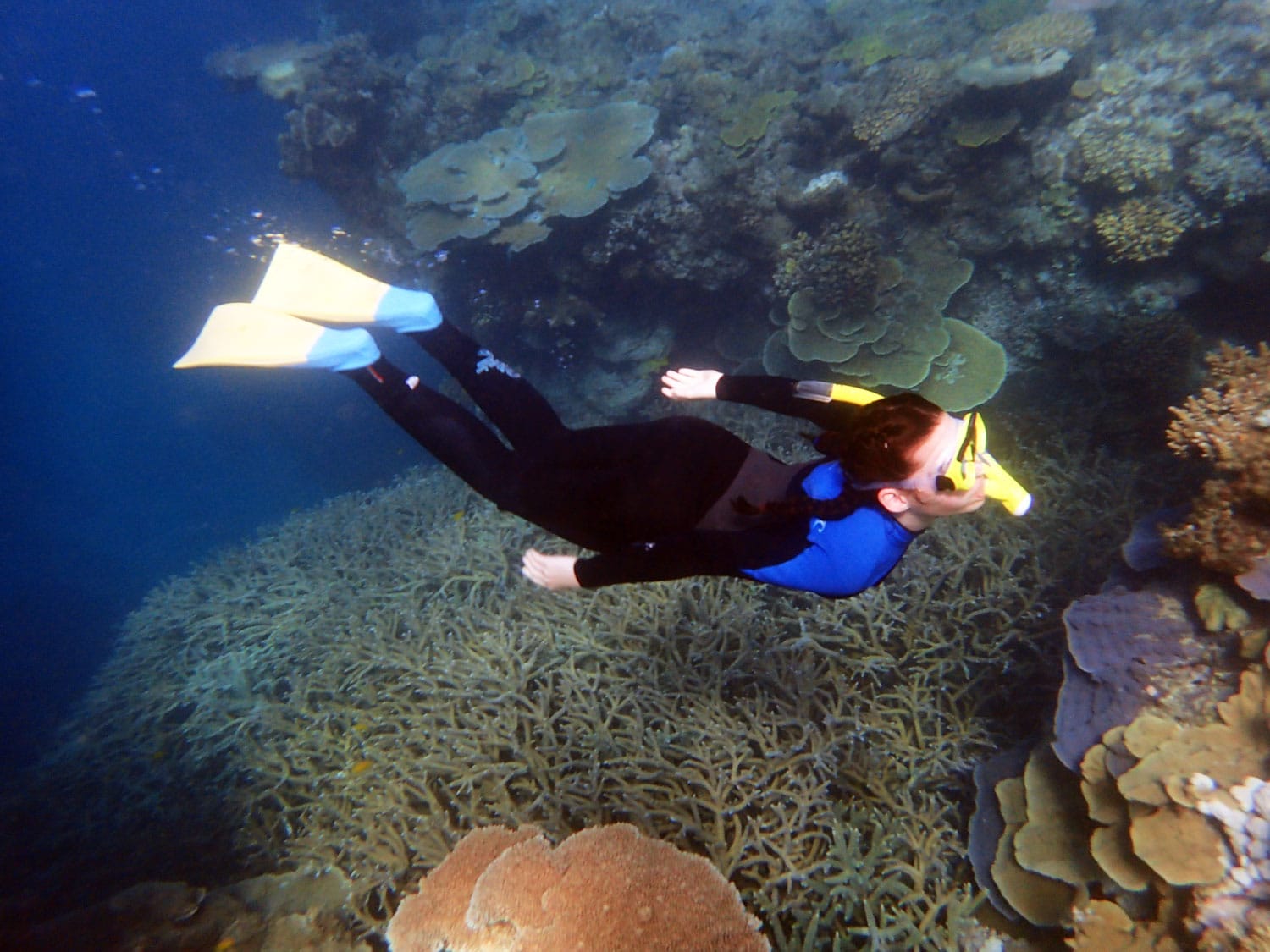 THE Great Barrier Reef